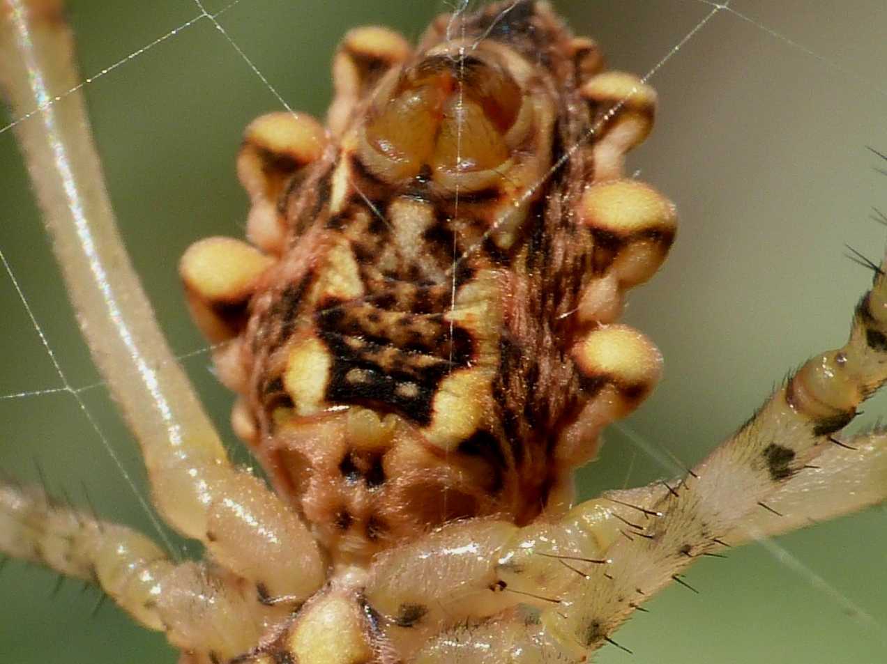 Femmina di Argiope lobata piacente  - Palau (OT)